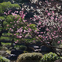 城南宮,梅花(KS2_1023,138 mm,f-7.1,KS2)2015yaotomi_.jpg