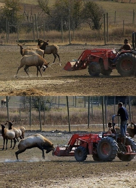 Deer-vs-tractor