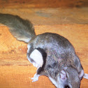 Southern Flying squirrel