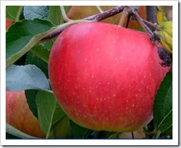 roter Apfel roter Apfel