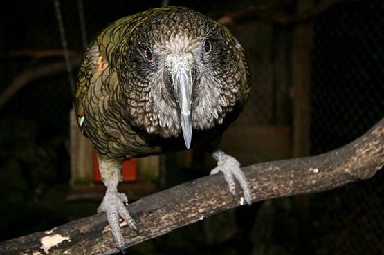 [Kea%2520Alpine%2520Parrot%2520-%2520Not%2520a%2520Kiwi%255B3%255D.jpg]