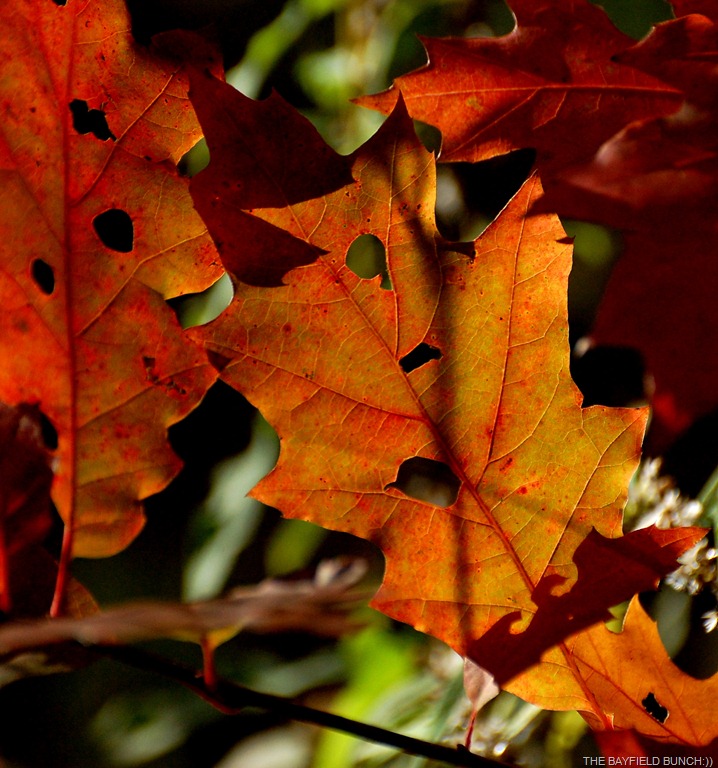 [DSC_4628%255B6%255D.jpg]