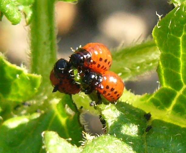 escarabajo de la patata (larva)