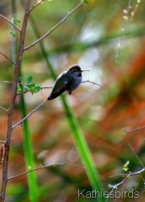 7. annas hummingbird-kab