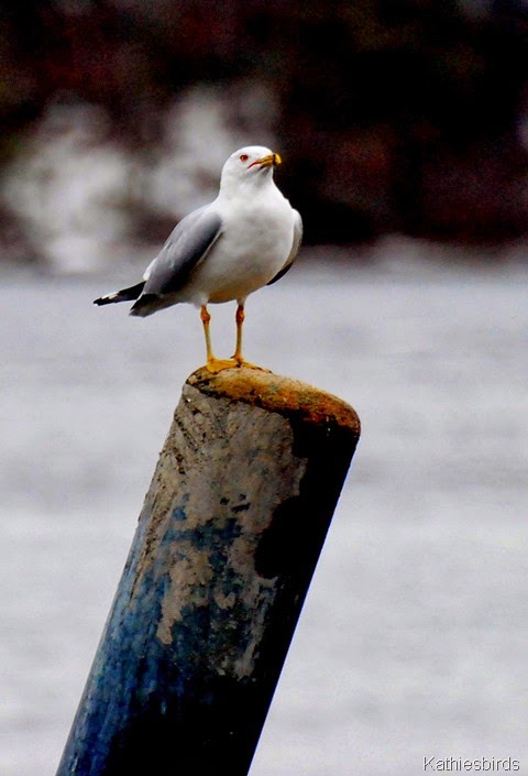 4. rb gull on post-kab