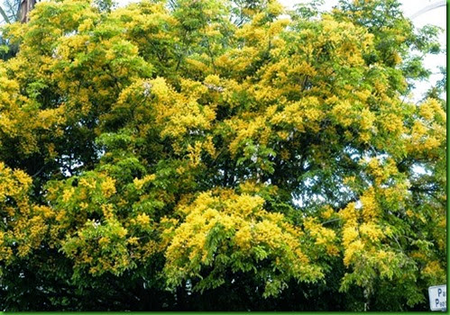 Pterocarpus indicus 1