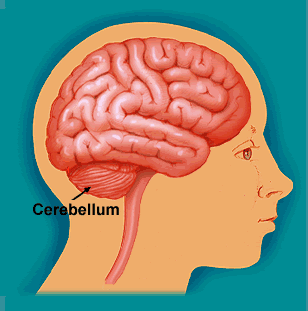 cerebellum cerebellum