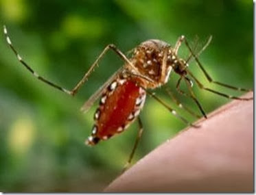 mosquito geneticamente modificado