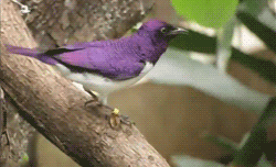 0tumblr_mlfdklSRBc1qg33uoo1_250.gif