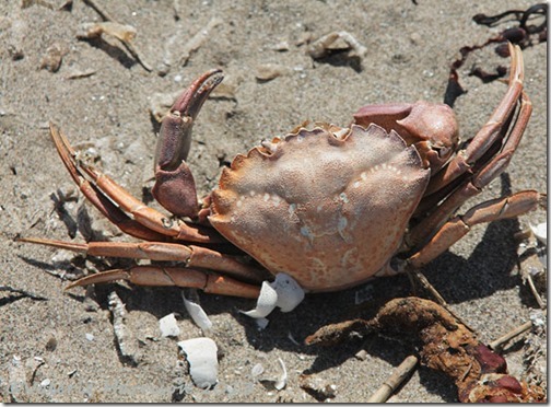 36-dead-crab