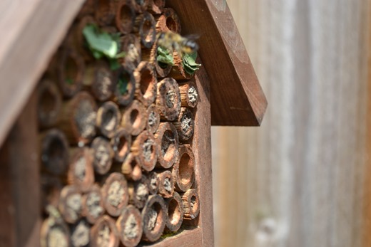 Leaf-cutter bees making nest chambers
