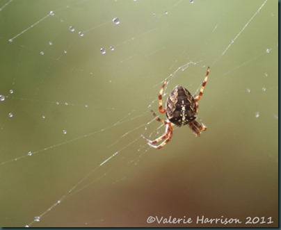 4-garden-cross-spider