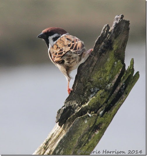 123-tree-sparrow