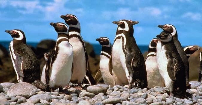[pinguinos-de-magallanes%255B4%255D.jpg]