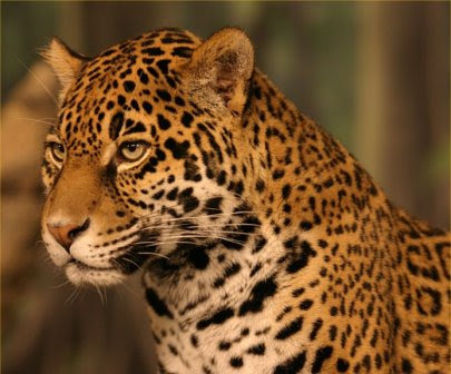 14. jaguar.jpg