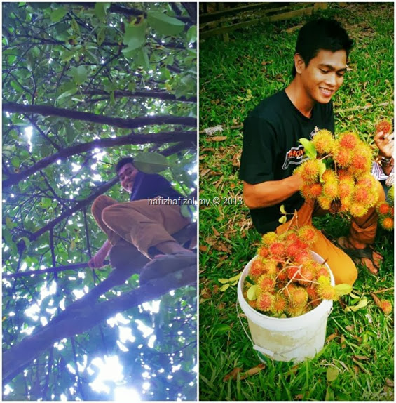 Musim Buah-Buahan Tempatan