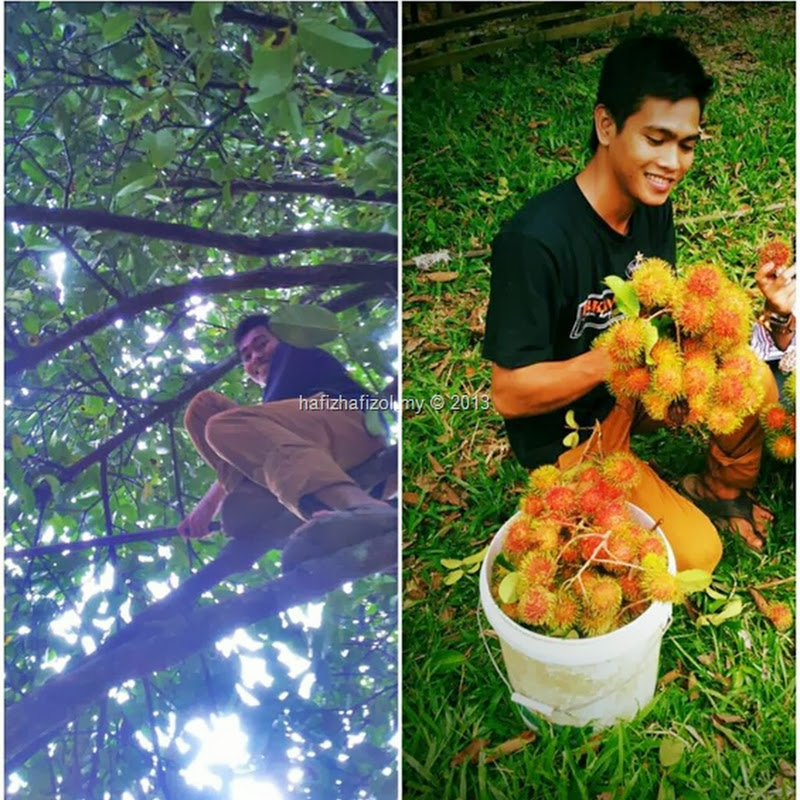 Musim Buah-Buahan Tempatan