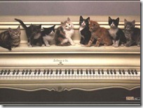 gato pianista blogdeimagenes (20)