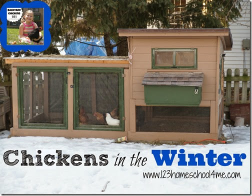 Chickens in the Winter Chickens in the Winter