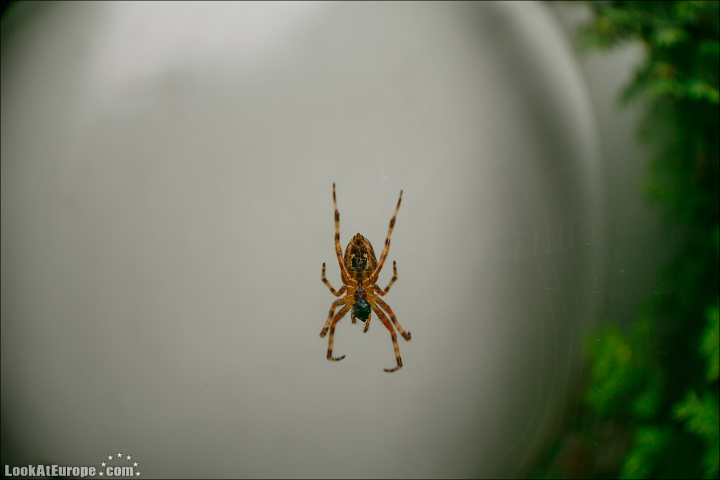 LookAtEurope.com - Фотогалоп по Европе. Чехия, Германия, Голландия.  Дома шары в голландском городе Хертогенбош | Holland, Bolwoningen Houses of Hertogenbosch