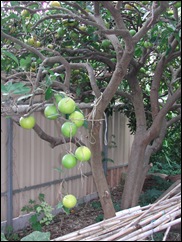 The open forked trunk of this Washington Navel orange tree serves as a useful storage place for home-grown bamboos used for staking tomatoes