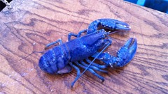 blue-lobster-620