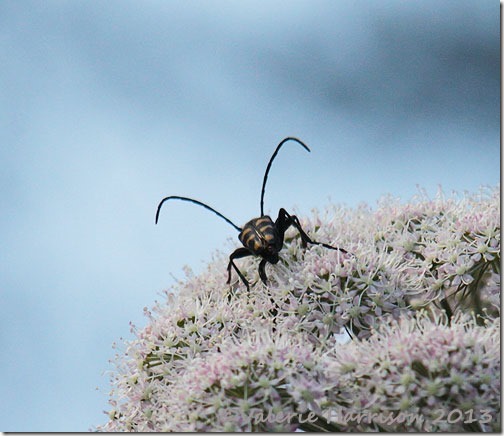10-4-Banded-Longhorn-Beetle-(Leptura-quadrifasciata)