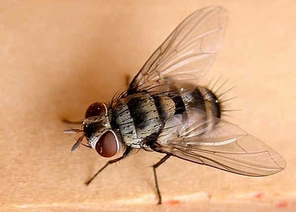 [home%2520remedies%2520for%2520flies_5%255B4%255D.jpg]