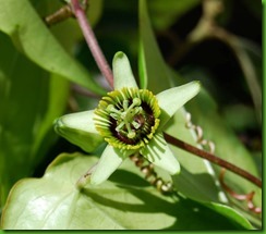 Passiflora coriacea1