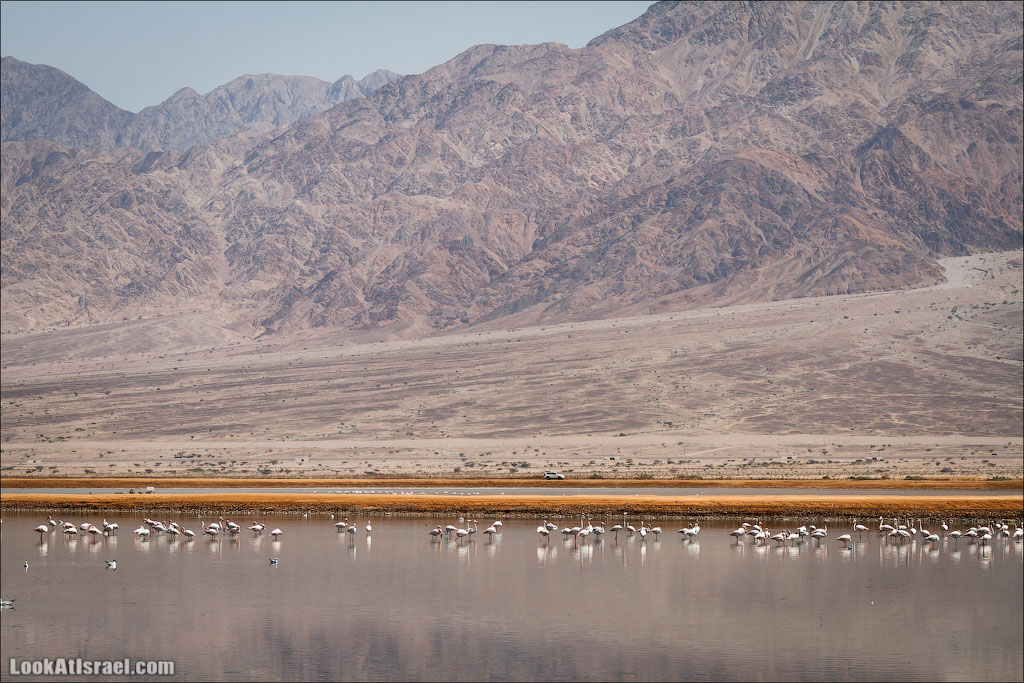 Озера с Фламинго | LookAtIsrael.com: Фото-блог о путешествиях по Израилю. Тель Авив, Иерусалим, Хайфа 