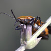 Slender Net-winged beetle