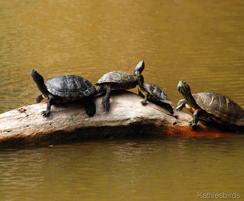 15. turtles in Agua Caliente-kab