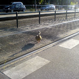 kuckuck oder besser naknak