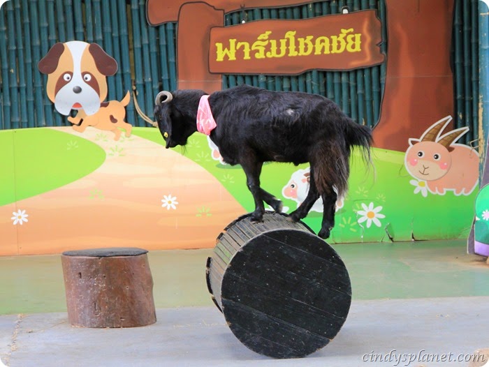 Chok Chai Farm Petting Zoo (1)