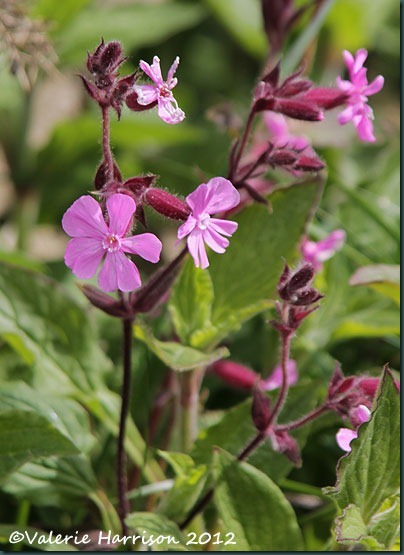 5-red-campion