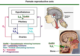 aksis hormon reproduksi wanita