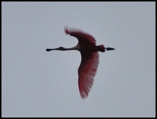 02a - First Roseate Spoonbill flies in