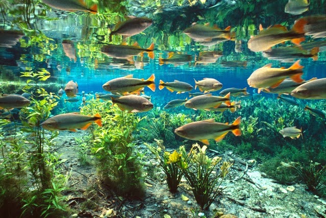 [Aquario%252015%255B4%255D.jpg]