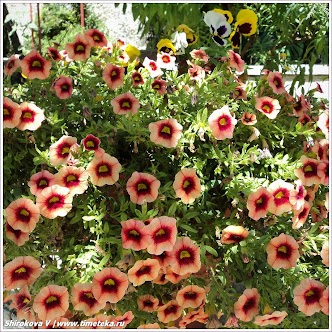 Корфу. Греция. 