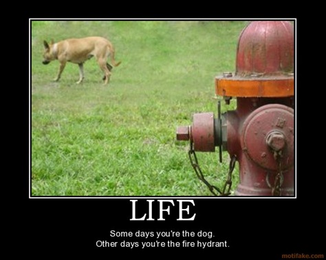 dog and hydrant