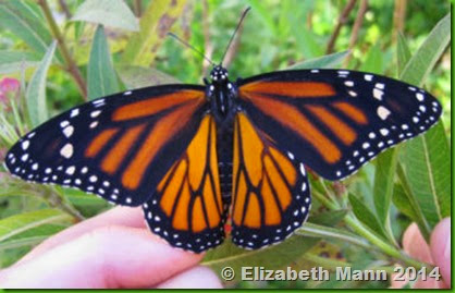 Monarch wings open