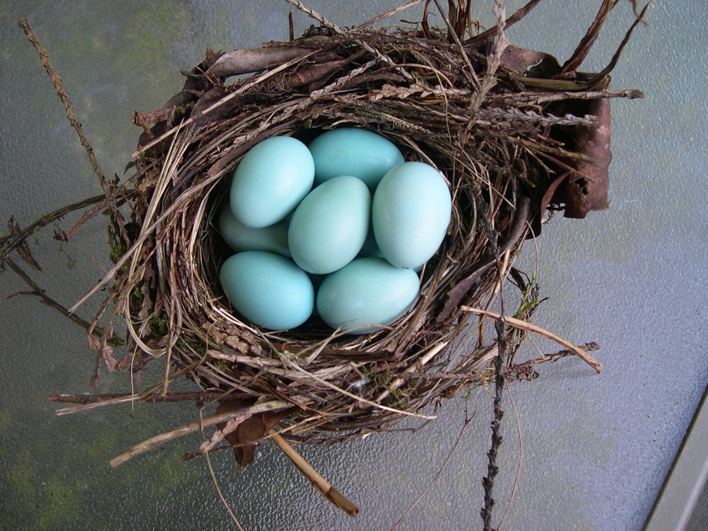 [nest-of-hollow-eggs3.jpg]