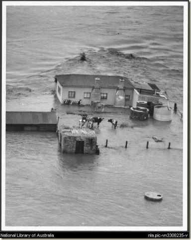 Maitland_Flood_1955