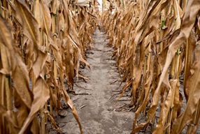 corn-drought