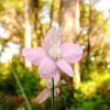 Rocket Larkspur