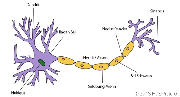 gambar sel saraf (neuron) dan bagian-bagian sel saraf (neuron) dalam Bahasa Indonesia