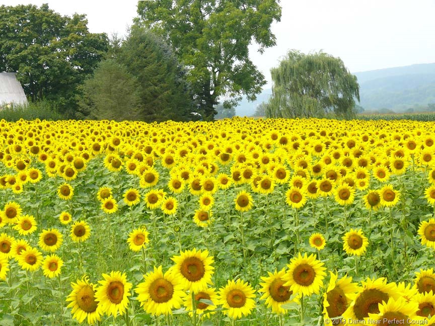 [Sunflower-Field29.jpg]