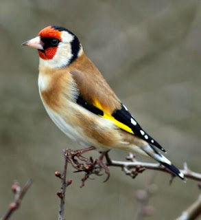 Download mp3 aneka burung finch goldfinch