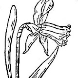 DIBUJOS DE NARCISOS PARA COLOREAR