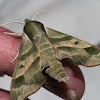 Virginia Creeper Moth